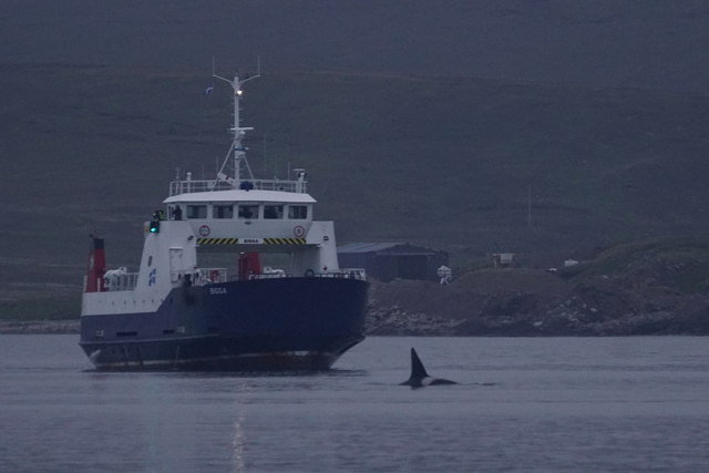 Killer Whale (Orcinus orca), passing the ferry MV Bigga in Bluemull Sound