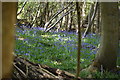 TQ5836 : Bluebells, Chase Wood by N Chadwick