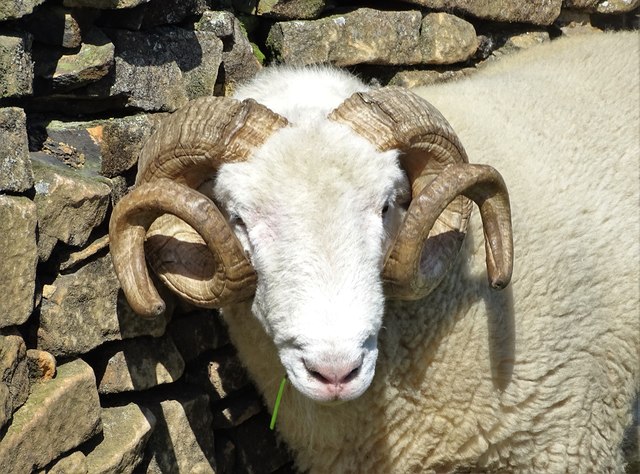 Ram at Wickinford  Farm