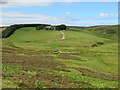 Johnscleugh farm and its shelterbelt