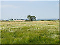 Ripening barley at Hilton