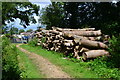 Timber stack near the edge of The Queen