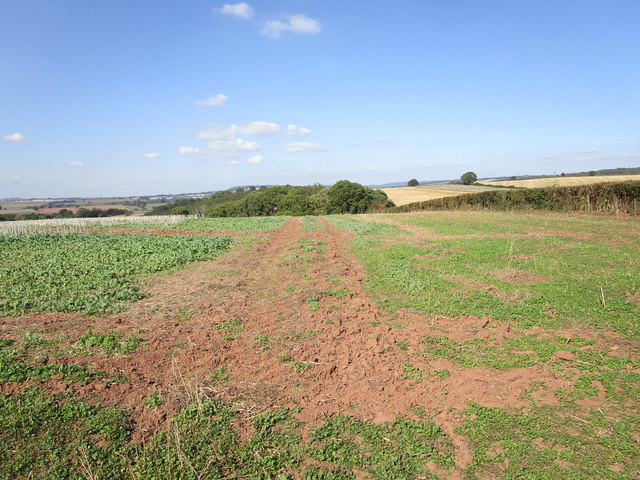 Field and woodland near Overton Farmhouse