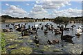 Jubilee Pond