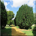 Yews in Histon Road Cemetery