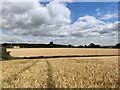 Bridleway Crosses the Wheat Fields