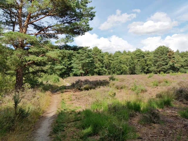 On Horsell Common