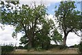 Bridleway 29 and Signs of Ash Dieback?