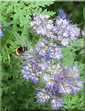 TQ2081 : White-tailed bumblebee on purple tansy, Phacelia tanacetifolia by David Hawgood