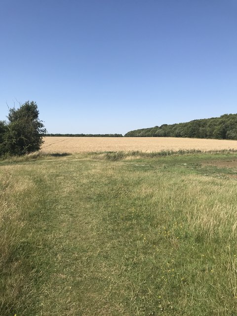 Bridleway view - Gransden Wood on far right