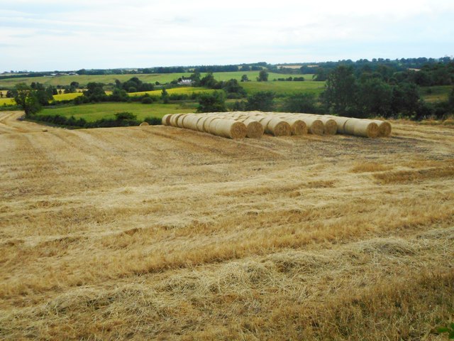 Rows of round bales