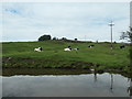 SD9948 : Cattle grazing in a former quarry near Low Bradley by Christine Johnstone