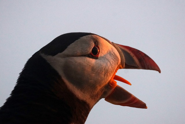 Puffin (Fratercula arctica), Toolie, Hermaness