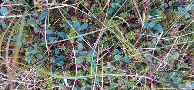 Bog Bilberry (Vaccinium uliginosum), Hermaness Hill