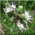 NJ3543 : Insect on Marsh Thistle by Anne Burgess