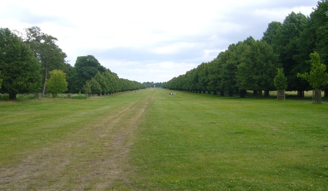 Lime Avenue from Path to Woodland Gardens