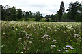 Damp Meadow