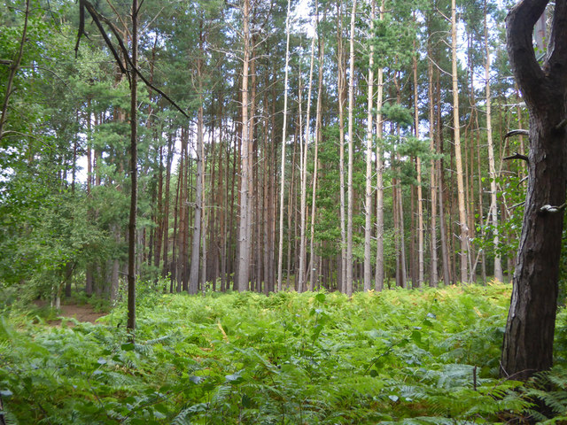 Woodland, Horsell Common