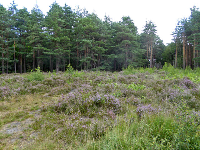 Open area, Horsell Common