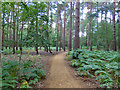 Surfaced path, Horsell Common