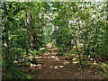 Path, Horsell Common