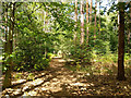 Path, Horsell Common