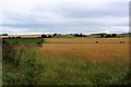 Barley near Tulloford