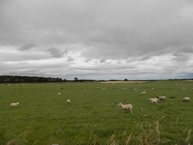 Grazing sheep at Tirfogrein