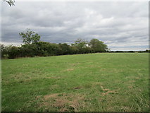 SK8648 : Grass field off Stubton Road by Jonathan Thacker