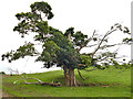 Veteran oak tree at Holehouse Farm