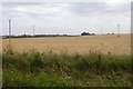 Barley near Corthymuir