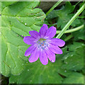 Hedgerow Cranesbill (Geranium pyrenaicum)