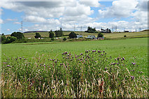 NJ4249 : Fields near Braehead by Anne Burgess