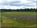 SK6951 : Plantation Close field, Brackenhurst College by Alan Murray-Rust