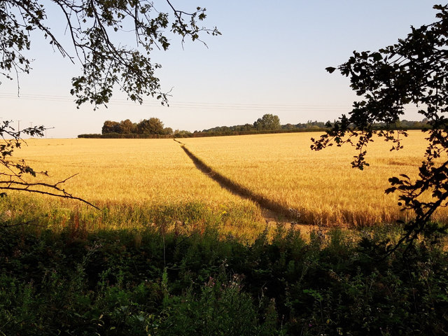 Public footpath to Sunningwell through a field of barley