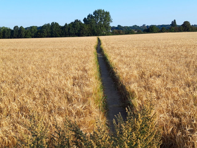 Public footpath to Sunningwell through a field of barley