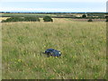 Former Spoil Heap, East Holywell Colliery (Fenwick Pit)