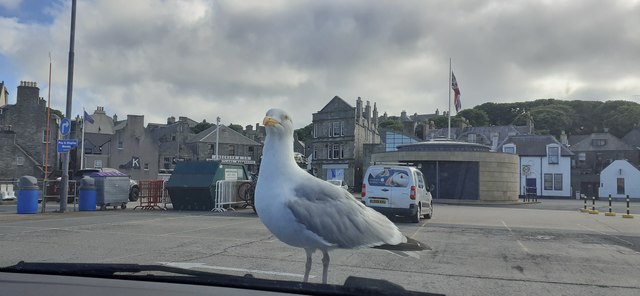 Herring Gull (Larus agentatus), Victoria Pier, Lerwick