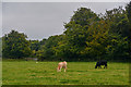 ST7763 : Bath : Grassy Field & Cattle by Lewis Clarke