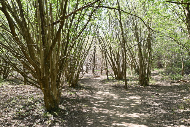 coppice woodland management