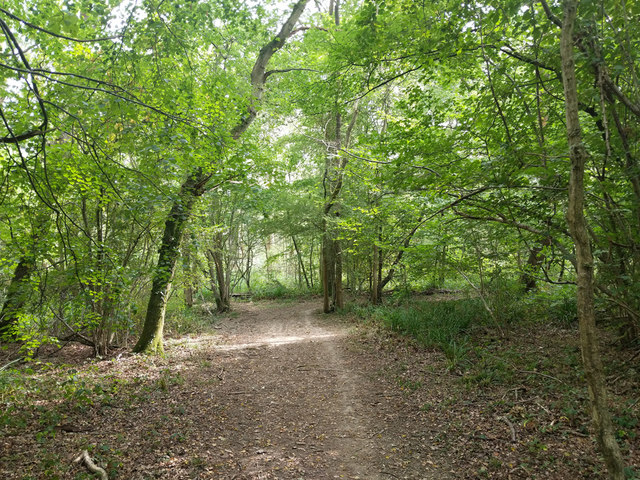 Path, Edolphs Copse © Robin Webster cc-by-sa/2.0 :: Geograph Britain ...