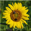 Sunflowers at Ryeford, 3