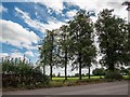 Avenue of lime trees, Measham Road, Ashby-de-la-Zouch