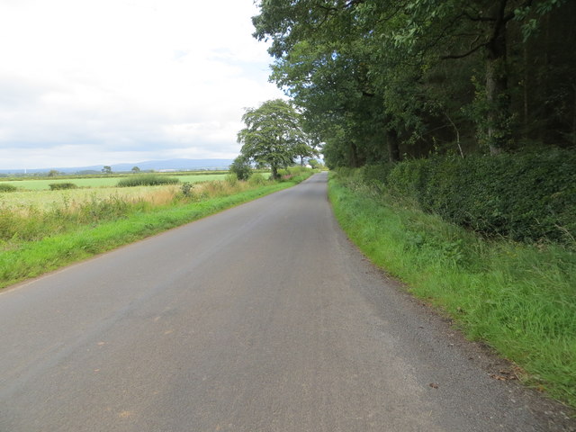 Road beside Carlisle Wood