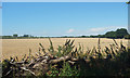 Wheat Field, Mount Skippetts Farm