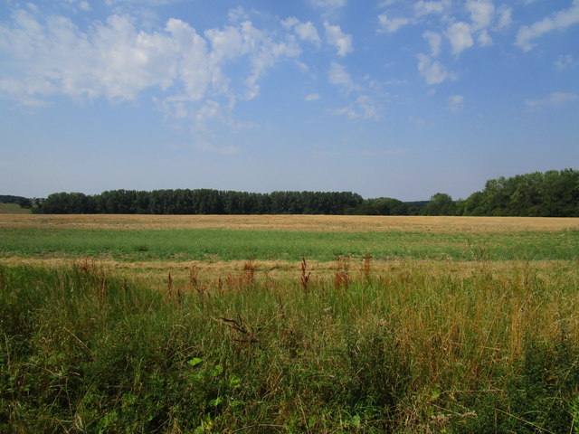 Wheat field near Kirby Hall © Jonathan Thacker :: Geograph Britain and ...