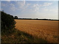 Barley field near South Luffenham