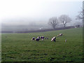 Sheep at Pen-y-ffynnon