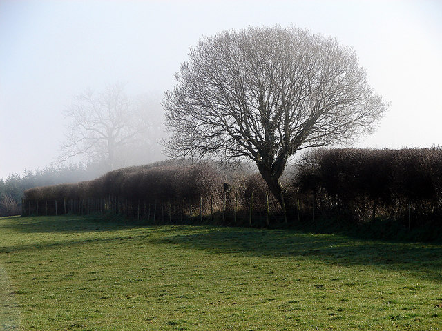 Tree in the hedgerow