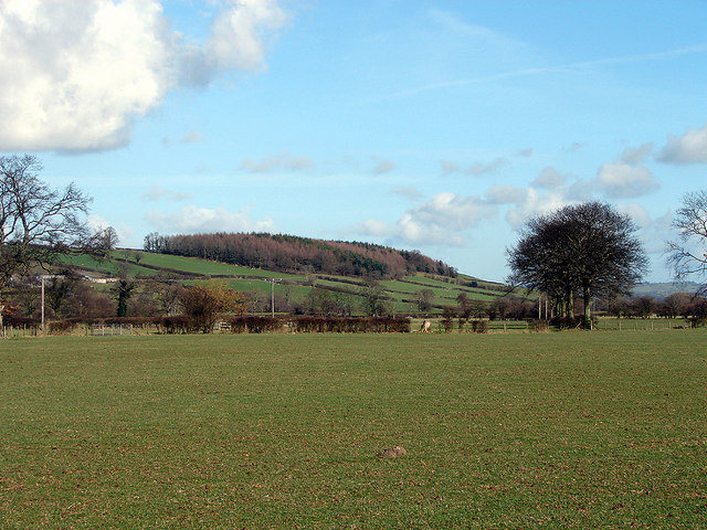 Park Wood viewed from near Red House